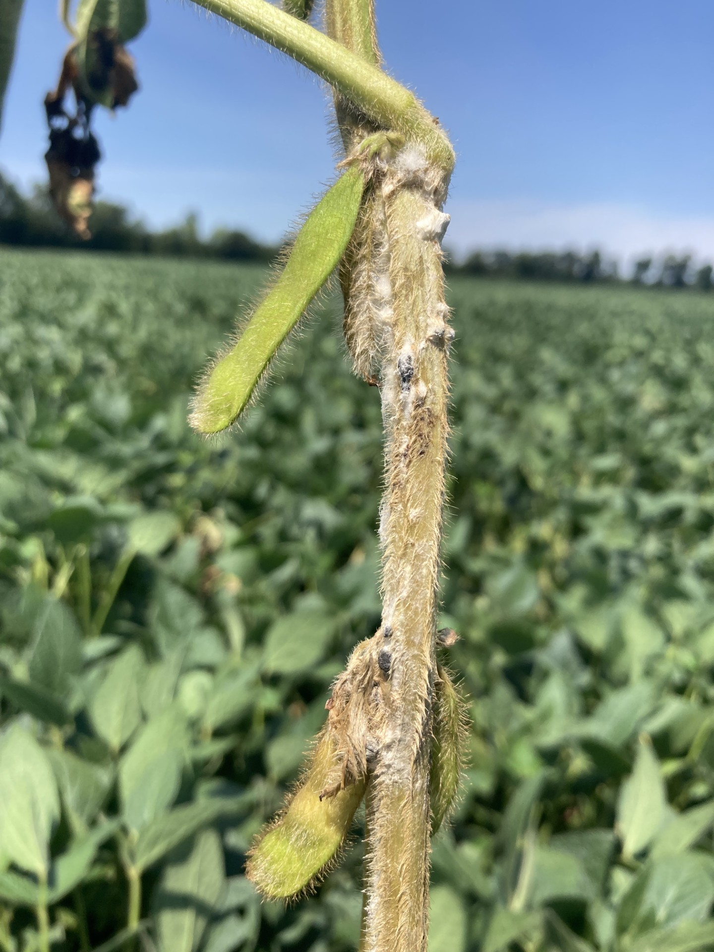 White fuzz on a soybean stem.